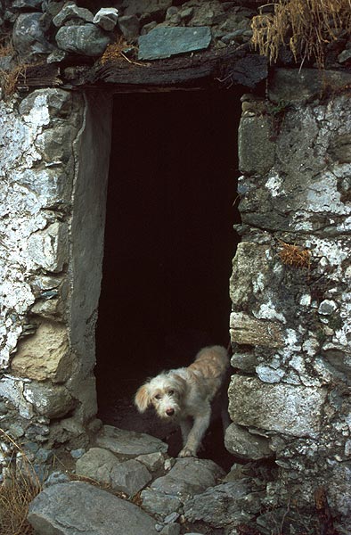 Bílý pes ve dveřích ruiny