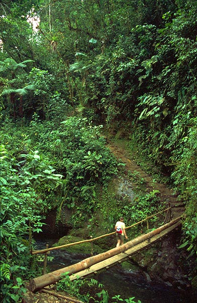 Most v tropickém horském pralese
