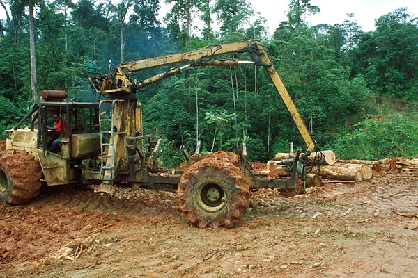 Kácení tropických deštných pralesů
