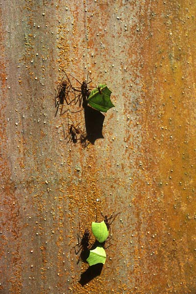 Mravenci střihači - Atta Cephalotes