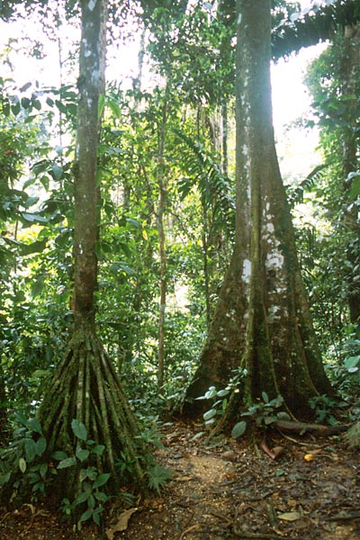 Stromy deštných pralesů