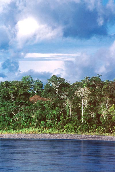 Amazonie - prales na břehu řeky