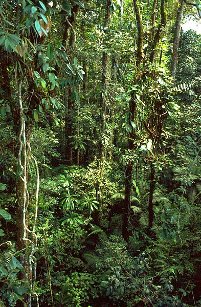 Tropická džungle v Amazonii