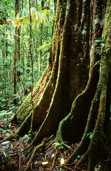 Kořeny stromu v deštném pralese