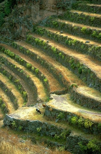 Peru - zemědělské terasy z dob Inků