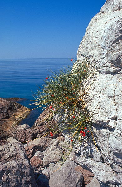Vápencové skály na jižním pobřeží Krymu