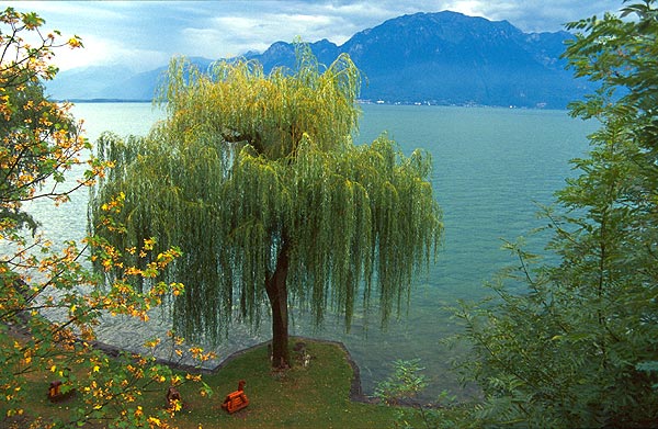 Vrba na břehu Ženevského jezera