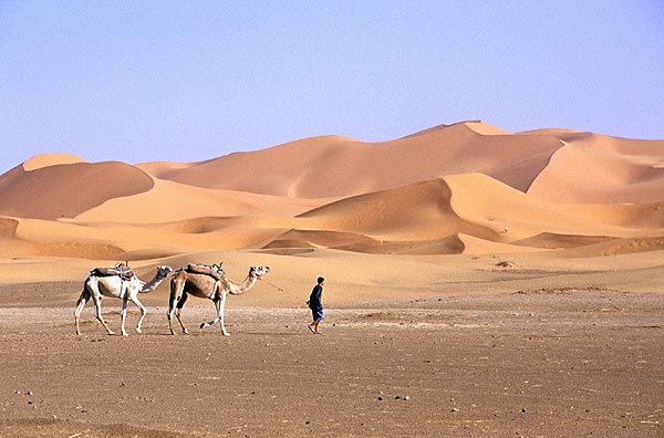 Erg Chebbi, velbloudi a Sahara