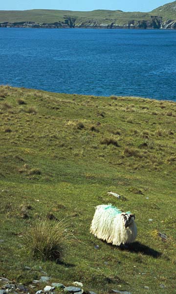 Huňatá ovce na ostrově Dursey