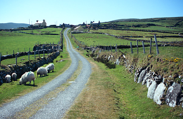 Farma na ostrově Dursey