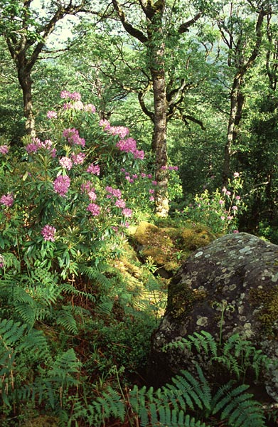 Irský prales s rododendrony