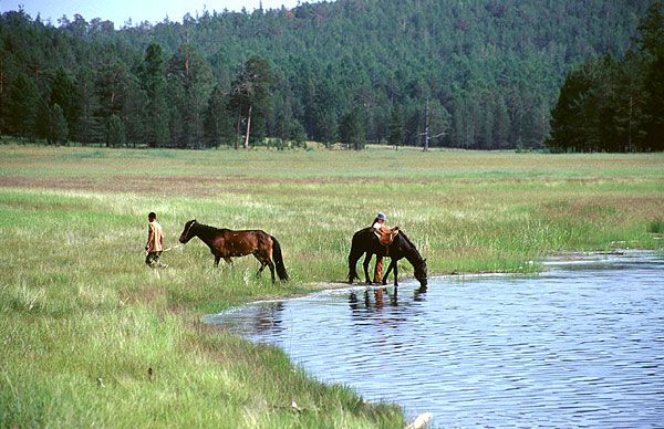 Koně pijí vodu z jezera Šara-Nur