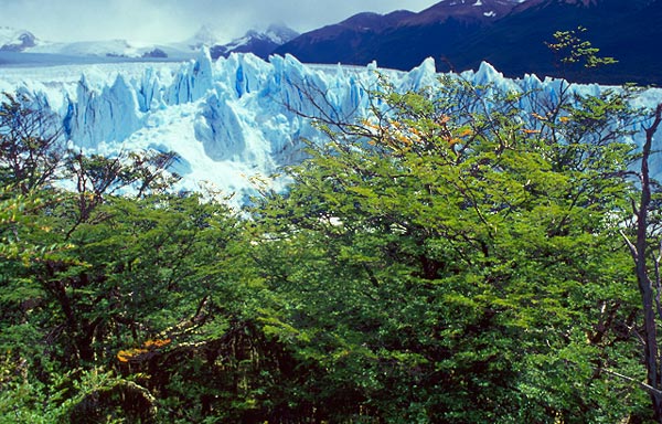 Špičky ledovce Perito Moreno