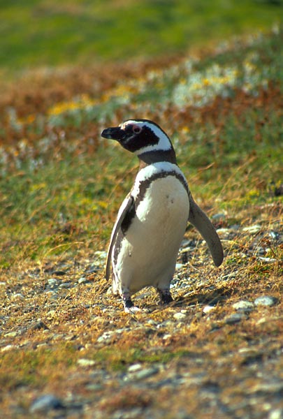 Tučňák magellánský