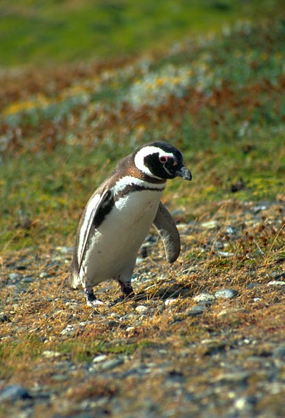 Tučňák ve větru