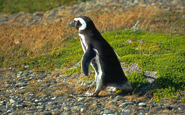 Spěchající tučňák