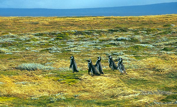 Skupina tučňáků magellánských