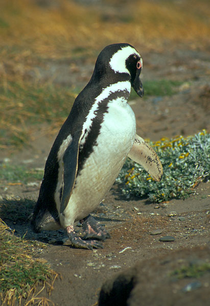 Tučňák si kontroluje křídlo