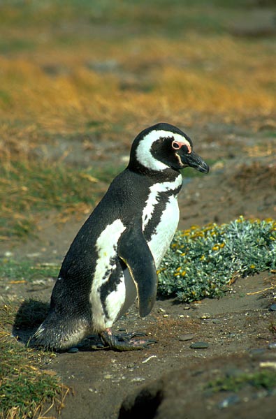 Stojící tučňák magellánský