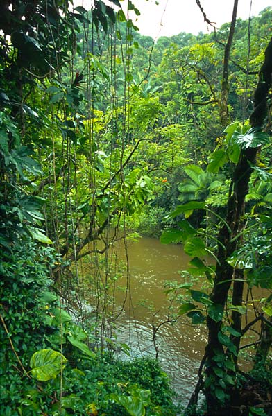 Řeka v tropickém pralese