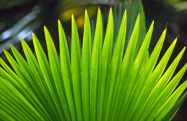 Vějíř palmového listu
