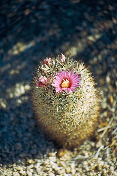 Květ kaktusu Mammillaria