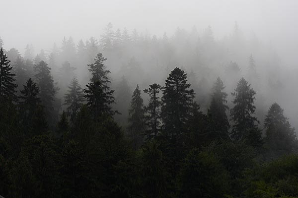 Jehličnatý les v mlze