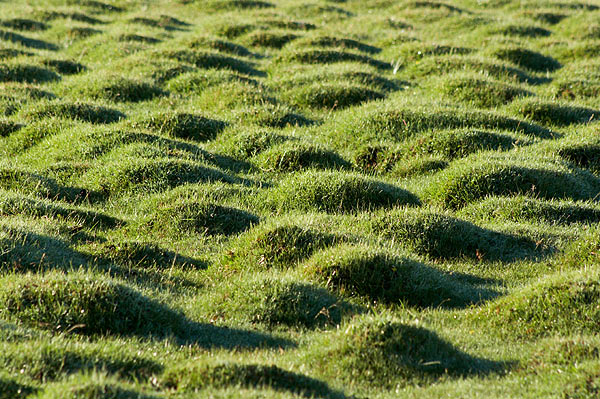 Zelené travnaté kopečky