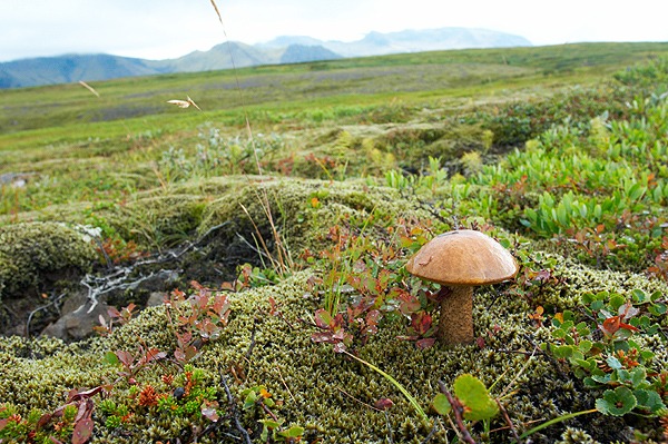 Národní park Skaftafell je na houby