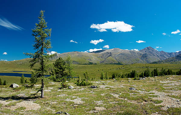 Altaj, horské pláně nad hranicí lesa