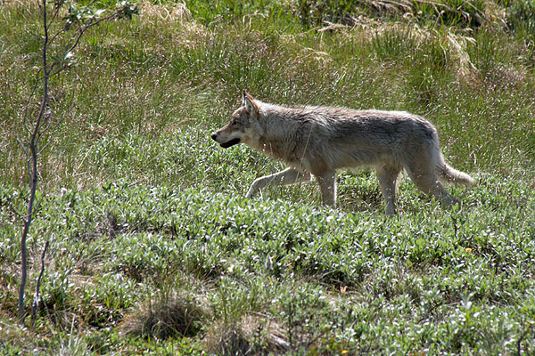 Vlk v národním parku Denali