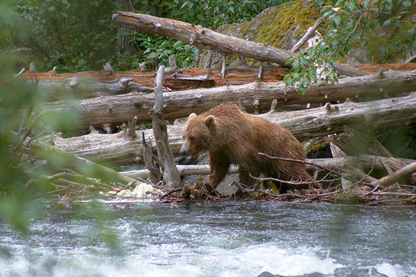 Medvědice u řeky