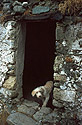 Bílý pes ve dveřích ruiny