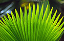 Vějíř palmového listu