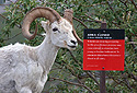 Ovce aljašská - Dall Sheep