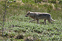 Vlk v národním parku Denali