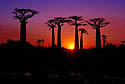 Baobaby Adansonia Grandidieri