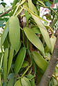 Vanilková lijána Vanila planifolia
